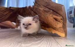Ragdoll cats for sale: GCCF SEALPOINT RAGDOLL KITTENS - Image 2