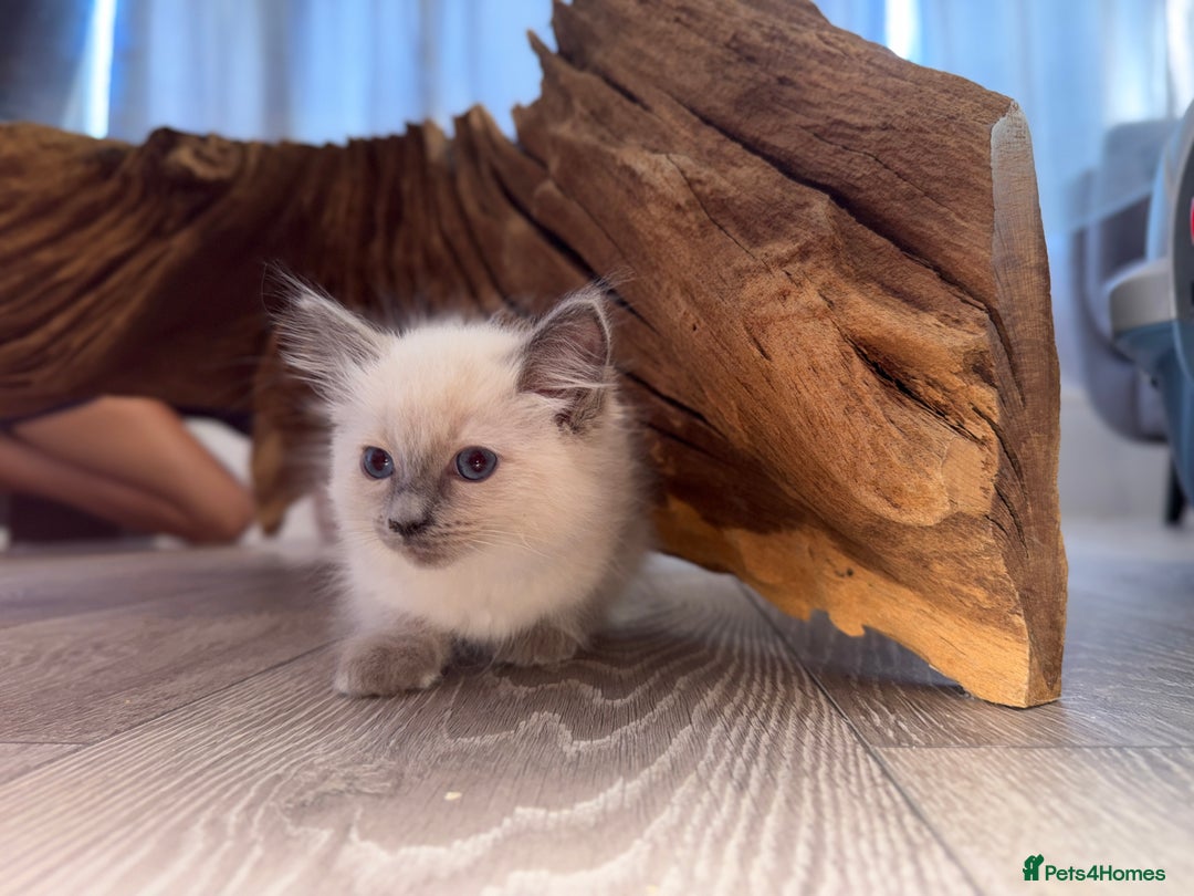 Ragdoll cats for sale: GCCF SEALPOINT RAGDOLL KITTENS - Image 2