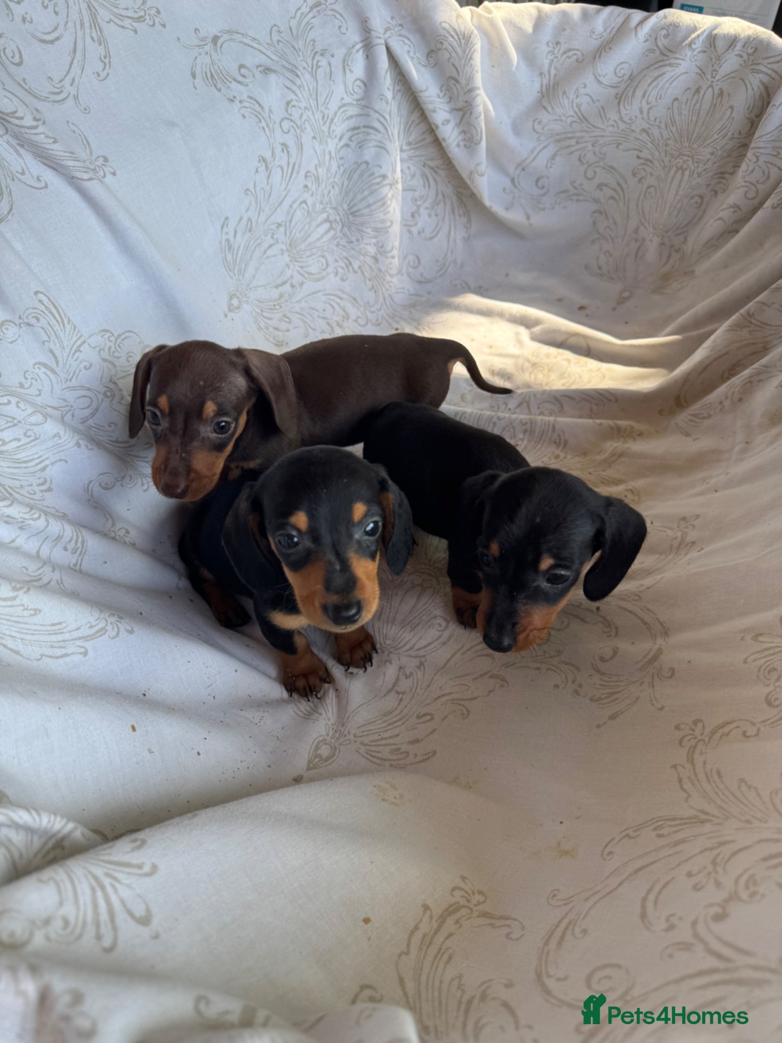 Miniature Dachshund dogs MINIATURE DACHSHUND PUPPIES  - Advert 1