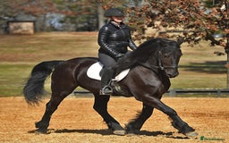 Friesian horses for sale: Cody Friesian Dressage Family Trails Gentle - Image 1