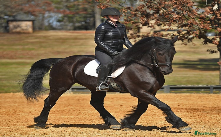 Friesian horses - Advert 1