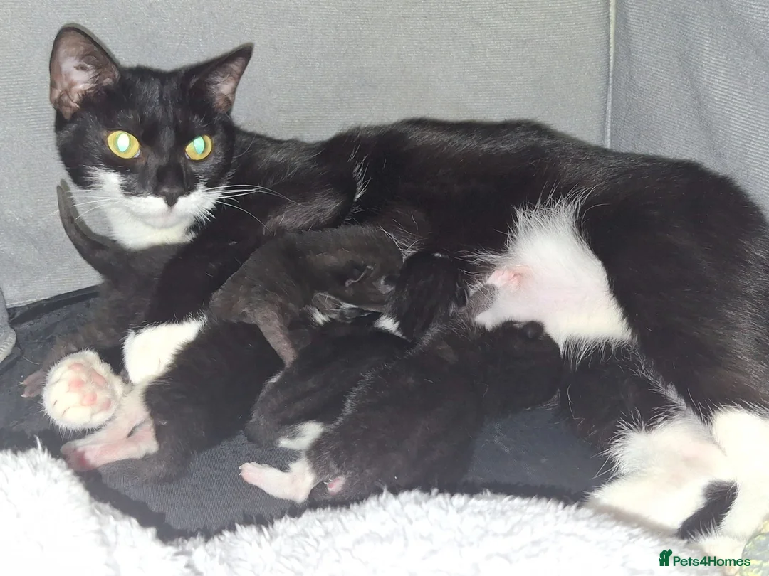 British Shorthair cats for sale: Beautiful baby kittens.  in Larbert - Advert 1
