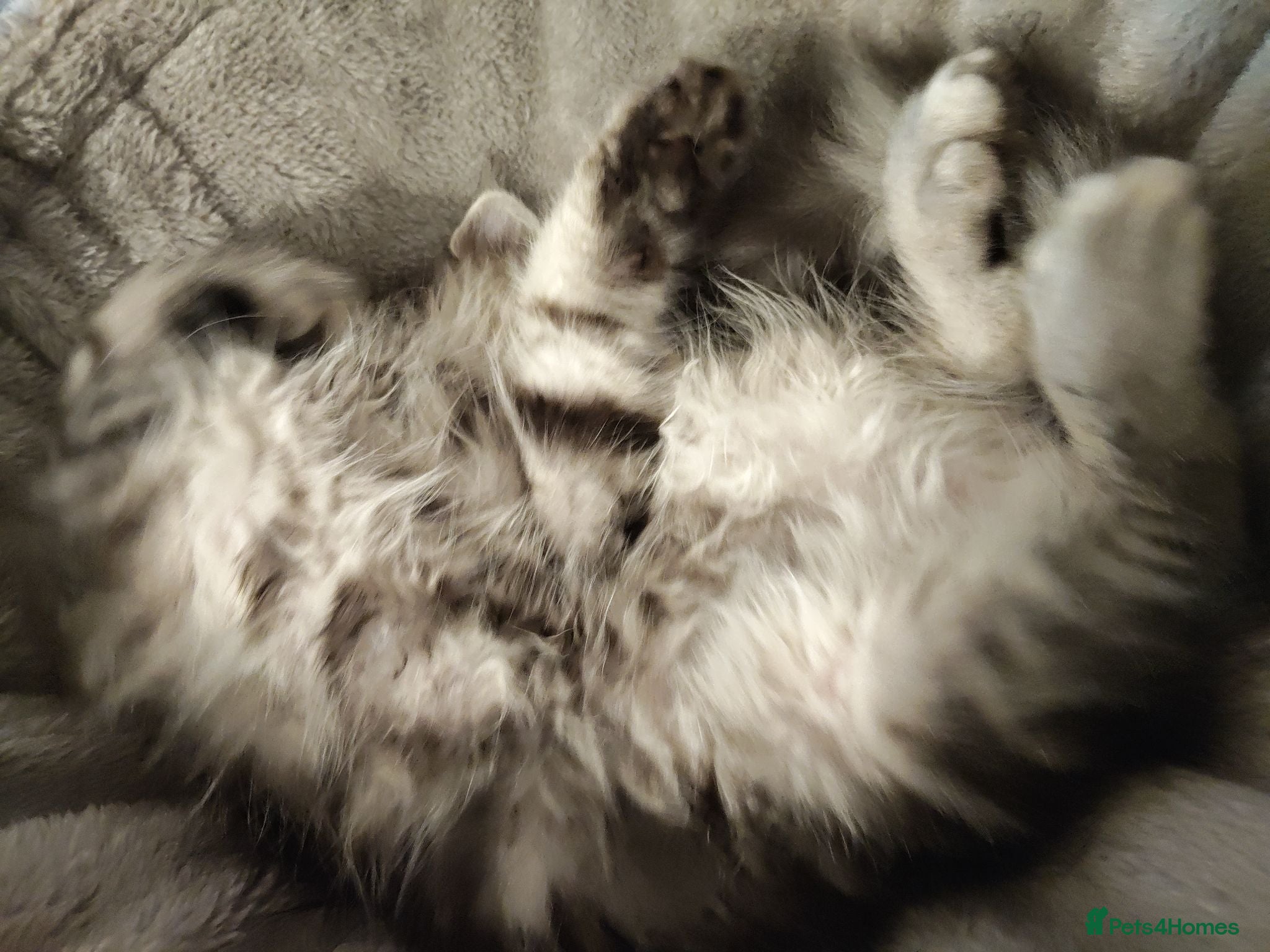 Maine Coon cats beautiful Maine coon kittens (2 poly) - Advert 12
