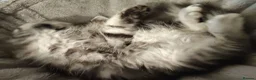 Maine Coon cats for sale: beautiful Maine coon kittens (2 poly) - Advert 12