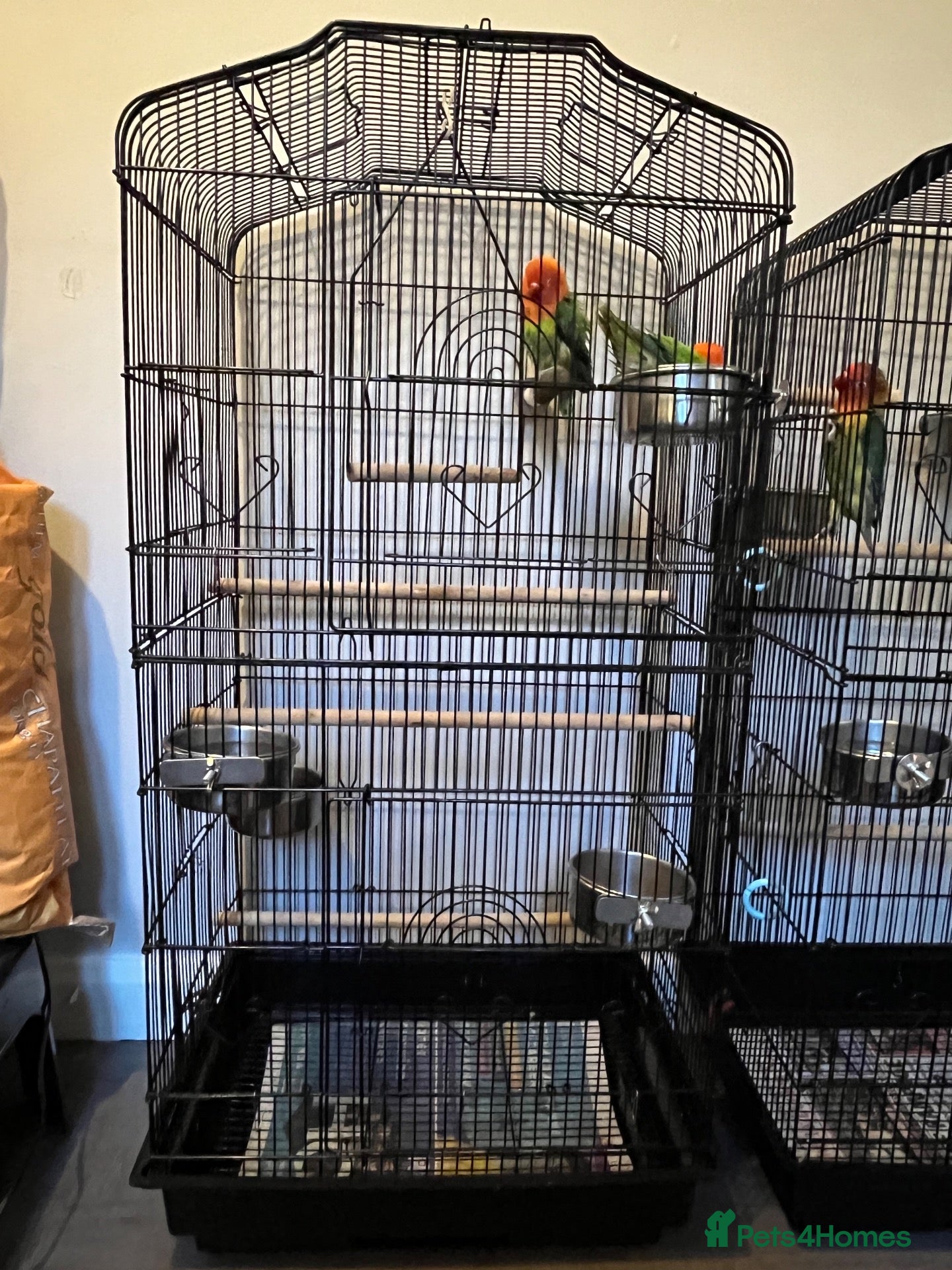 Lovebirds birds 2 lovebird pairs and cage for sale. - Advert 11