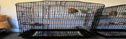 Lovebirds birds for sale: 2 lovebird pairs and cage for sale. in Brierley Hill - Advert 1