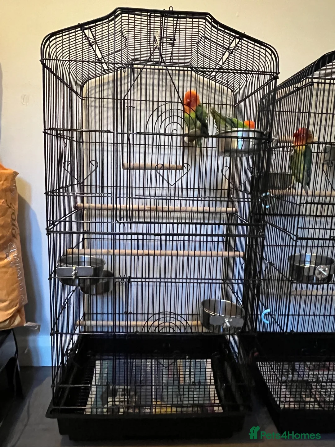 Lovebirds birds for sale: 2 lovebird pairs and cage for sale. in Brierley Hill - Advert 1
