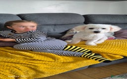 Bichon Frise dogs for sale: 11 months Bichon Frise, Male for sale  - Image 3
