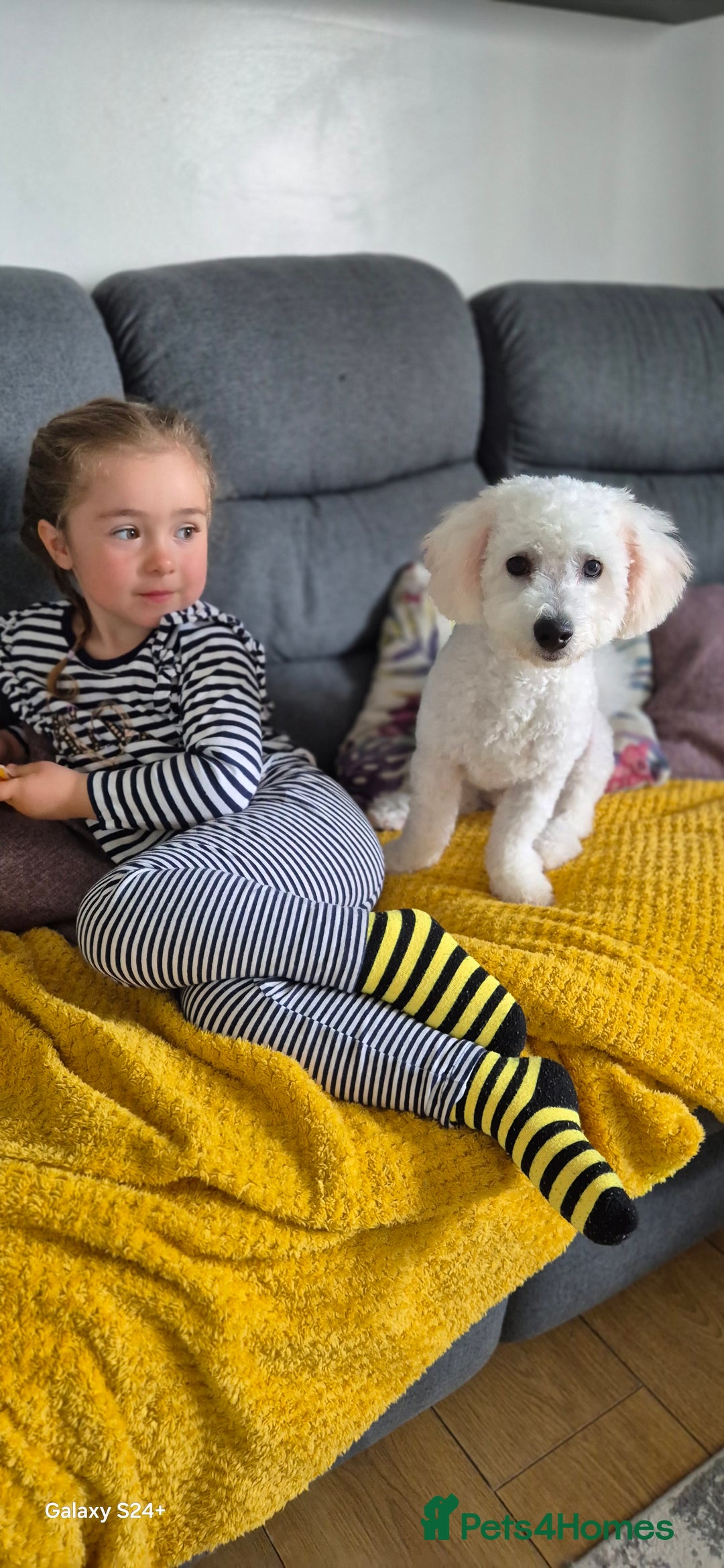 Bichon Frise dogs for sale: 11 months Bichon Frise, Male for sale  - Image 3