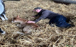 Welsh Section A horses for sale: Tame Gelding etm 11.2hh Kids Lead Rein Riding Pony - Advert 14