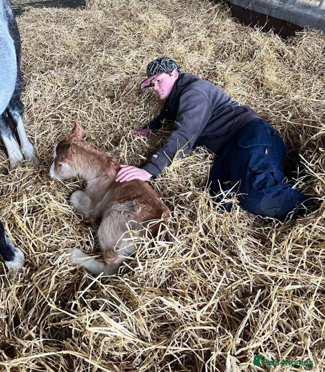 Welsh Section A horses for sale: Tame Gelding etm 11.2hh Kids Lead Rein Riding Pony - Advert 14