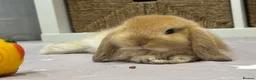 Mini Lop rabbits for sale: Baby Mini lops - indoor homes only  - Advert 16