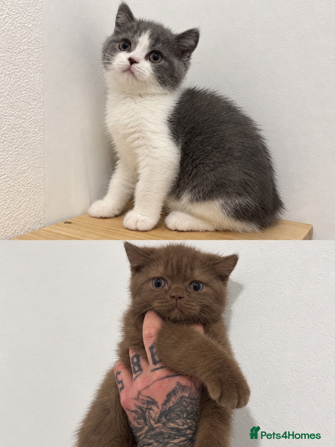 British Shorthair cats GCCF REG BOYS  - Advert 5