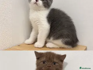 British Shorthair cats GCCF REG BOYS - Advert 5