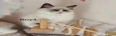 Boy4