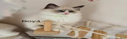 Ragdoll cats for sale: Beautiful Ragdoll kittens from European lines - Advert 12