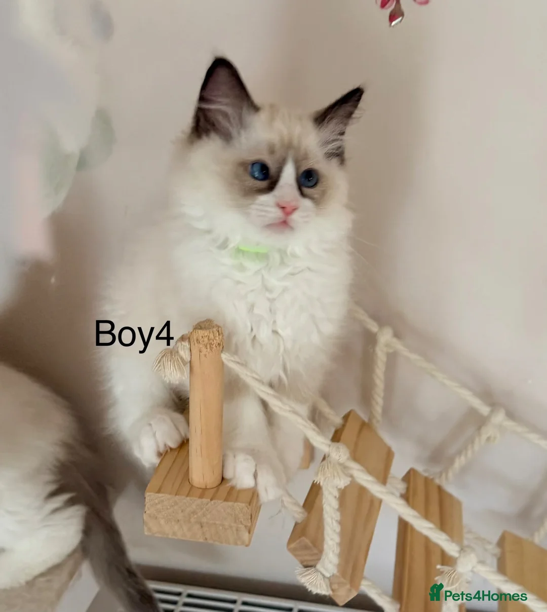 Ragdoll cats for sale: Beautiful Ragdoll kittens from European lines - Advert 19