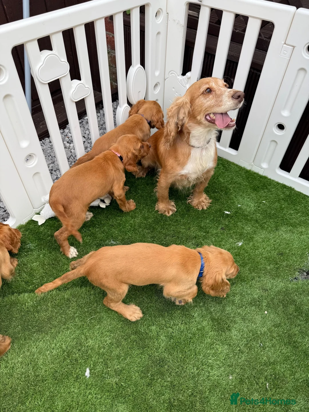 Cocker Spaniel dogs for sale: Beautiful Chunky Golden Cocker Spaniel Puppies.  - Advert 2
