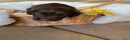 Cocker Spaniel dogs for sale: Beautiful working Cocker Spaniel puppies  in Royston - Advert 14