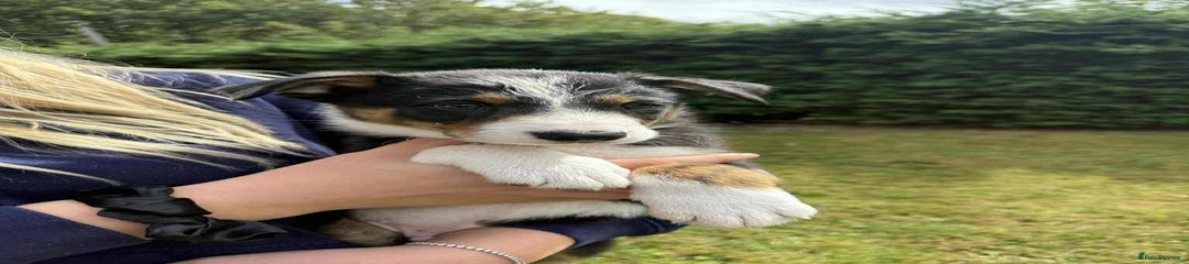Border Collie Puppy 1