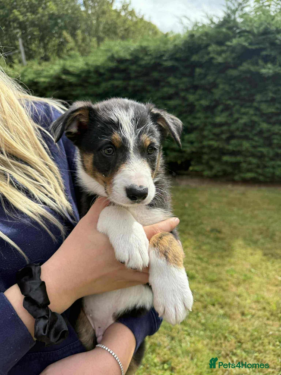 Border Collie dogs for sale: Border Collie pups  - Image 1