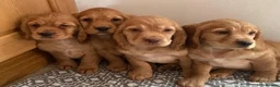 Cavapoo dogs for sale: F1 Cavapoo girls only 🦴🐾🌸🌸🌸🌸 - Advert 8
