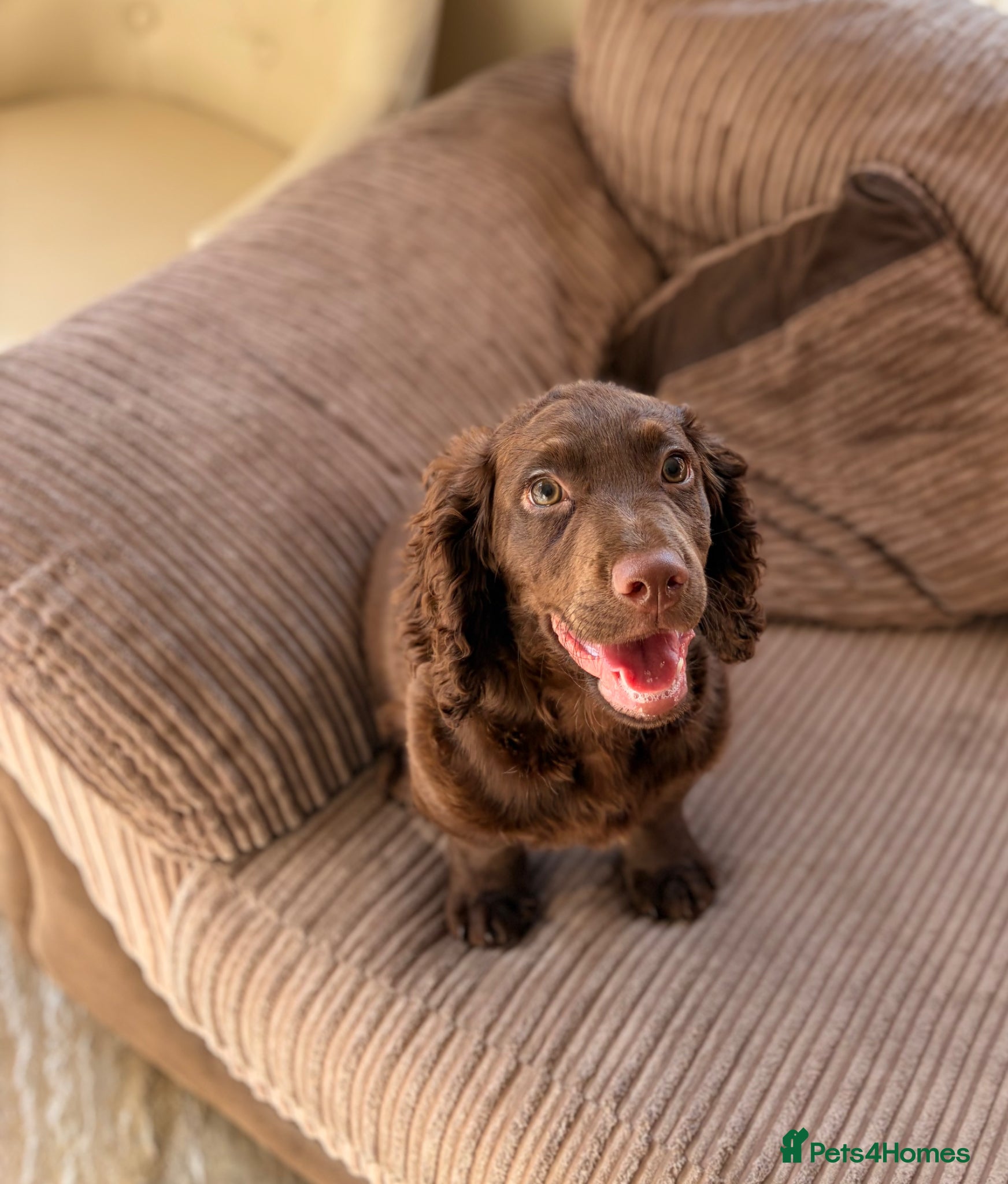 Cocker Spaniel dogs FULLY VAXED KC REG MALE CHOC COCKER SPANIEL PUP - Advert 14
