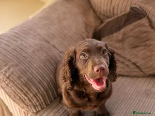 Cocker Spaniel dogs FULLY VAXED KC REG MALE CHOC COCKER SPANIEL PUP - Advert 14