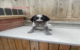 Mixed Breed dogs for sale: English springer spaniel X wire-haired pointer pup - Image 5