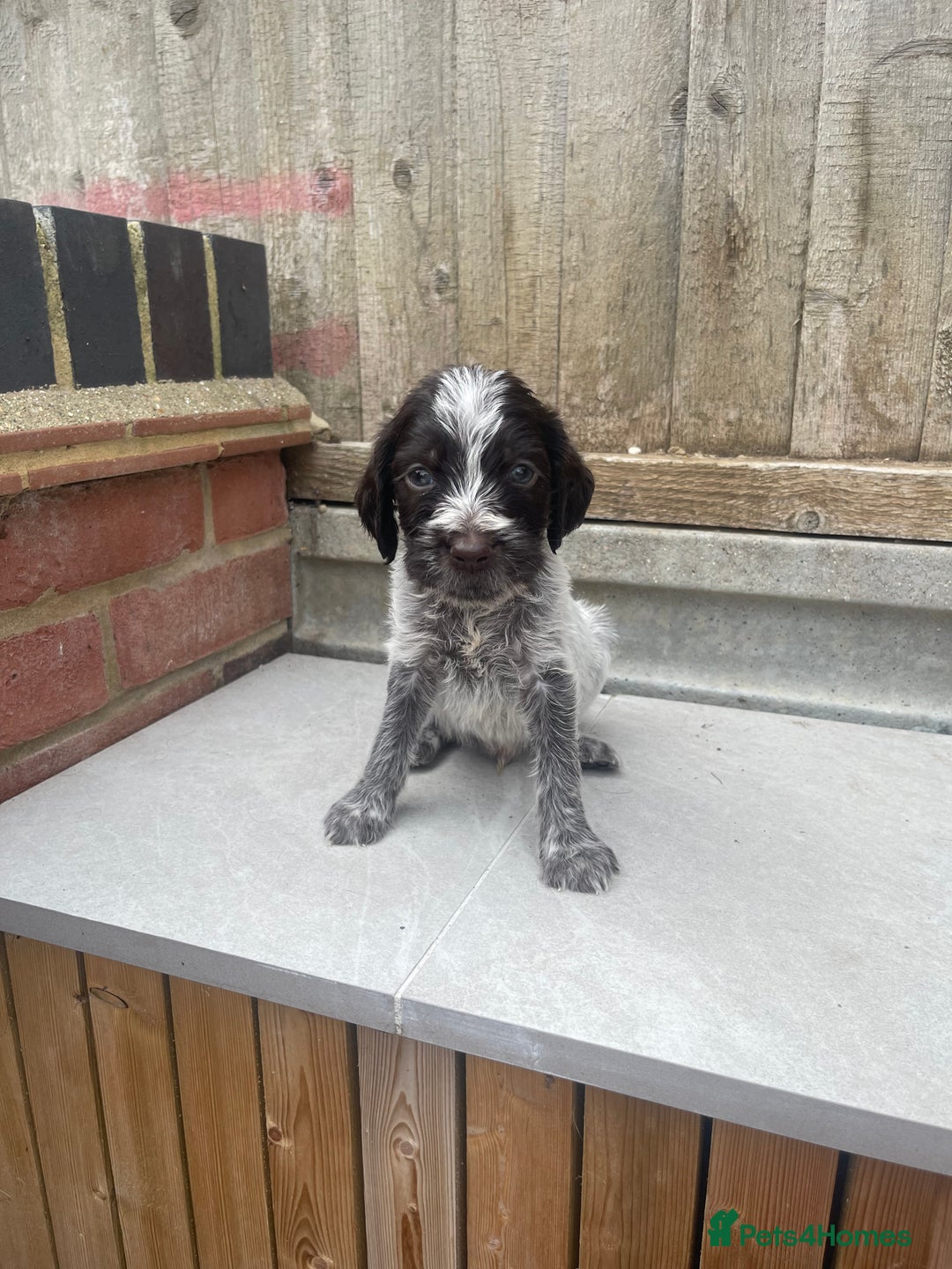 Mixed Breed dogs for sale: English springer spaniel X wire-haired pointer pup - Image 5