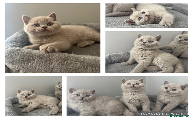British Shorthair cats - Advert 7