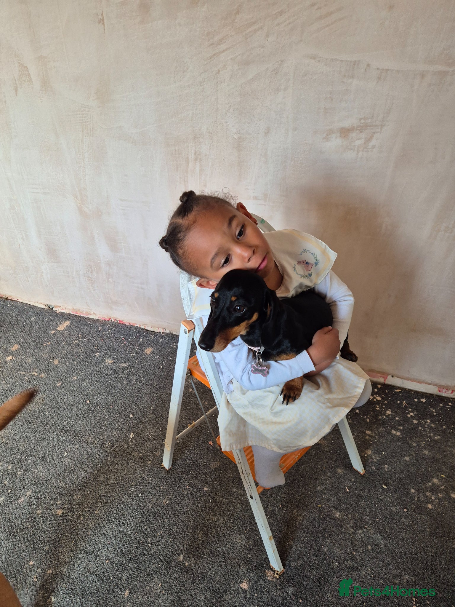 Dachshund dogs for sale: Female in Doncaster - Advert 2