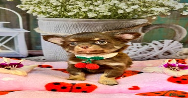 Chihuahua dogs - Advert 18