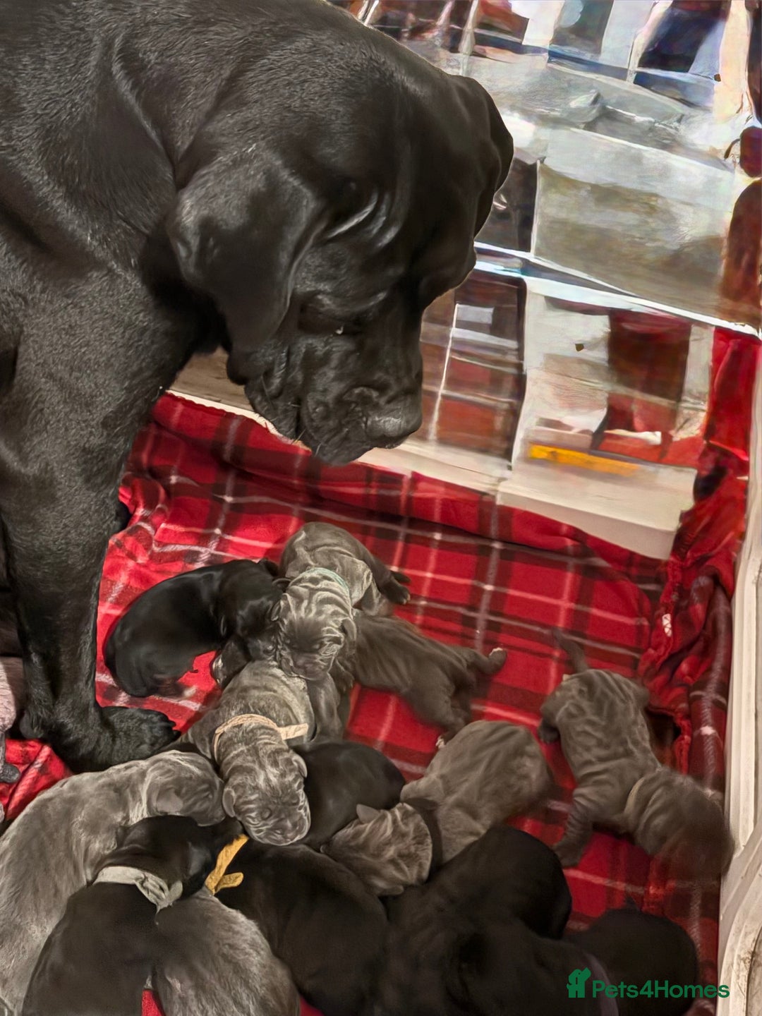 Cane Corso dogs for sale: 10 beautiful girls  - Advert 1