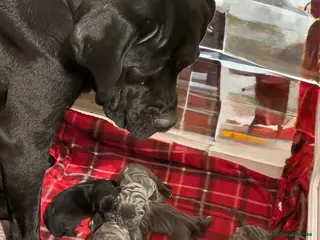 Cane Corso dogs 10 beautiful girls - Advert 7