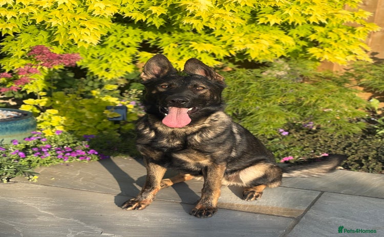 German Shepherd dogs - Advert 1