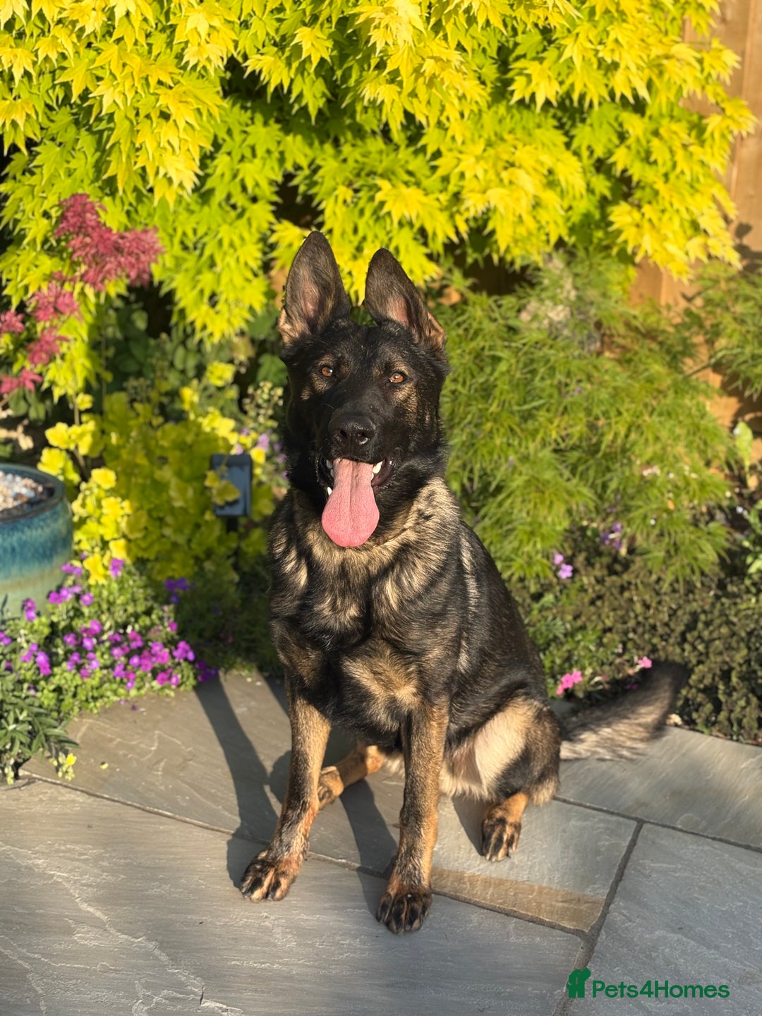German Shepherd dogs for sale: Vonlisand Lunatic Tyson aka Brock  - Image 1