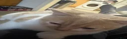 British Shorthair cats for sale: British short hair kittens in Blackpool - Advert 7