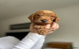 Goldendoodle dogs for sale: 🌟F1B Standard Goldendoodle Puppies in Merthyr Tydfil - Image 10