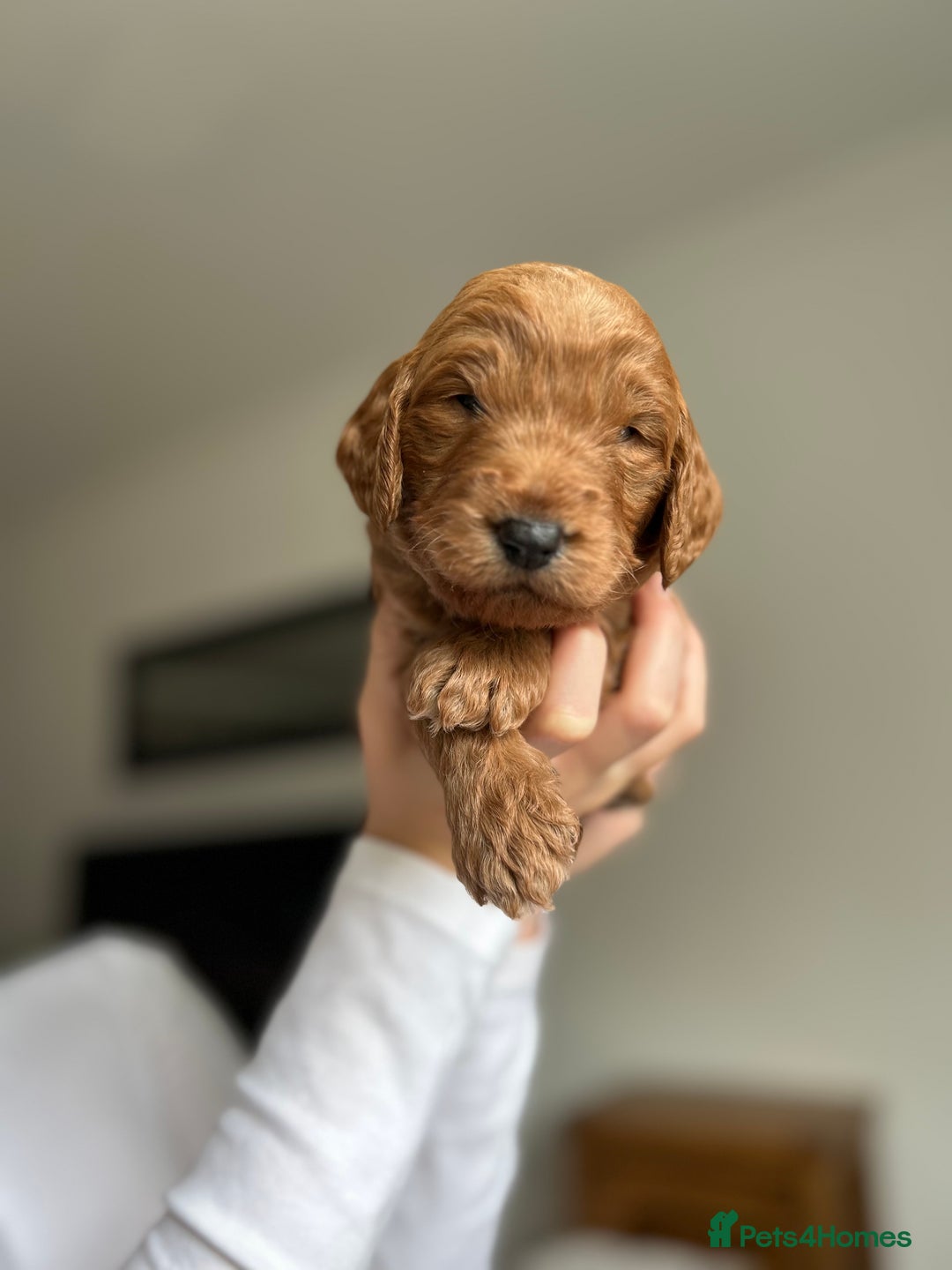 Goldendoodle dogs for sale: 🌟F1B Standard Goldendoodle Puppies in Merthyr Tydfil - Image 10