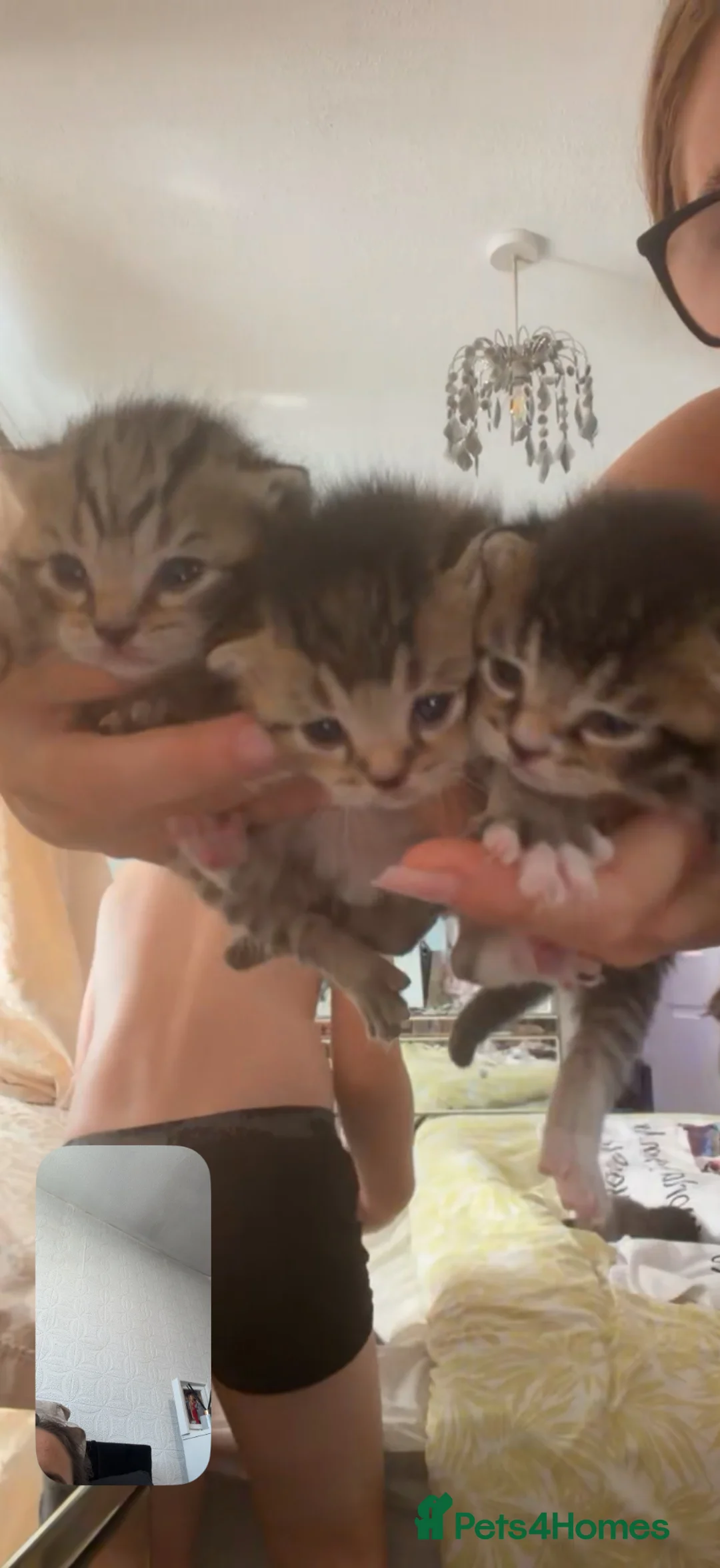 Scottish Fold cats for sale: Scottish fold kittens - Advert 2