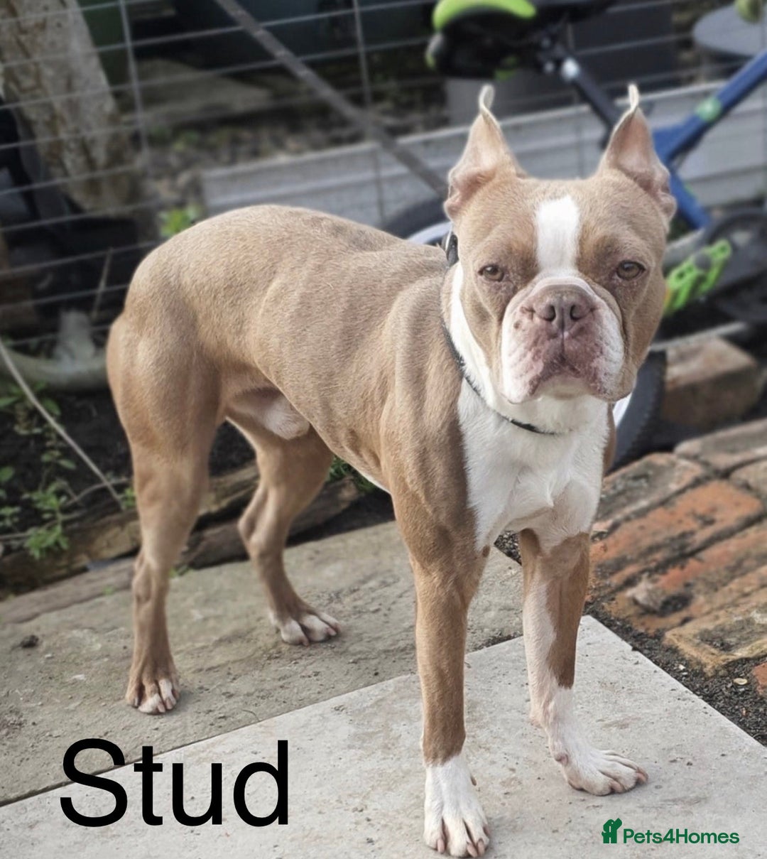 Boston Terrier dogs for sale: Premium & Rare Champaign Boston Terriers - Advert 12