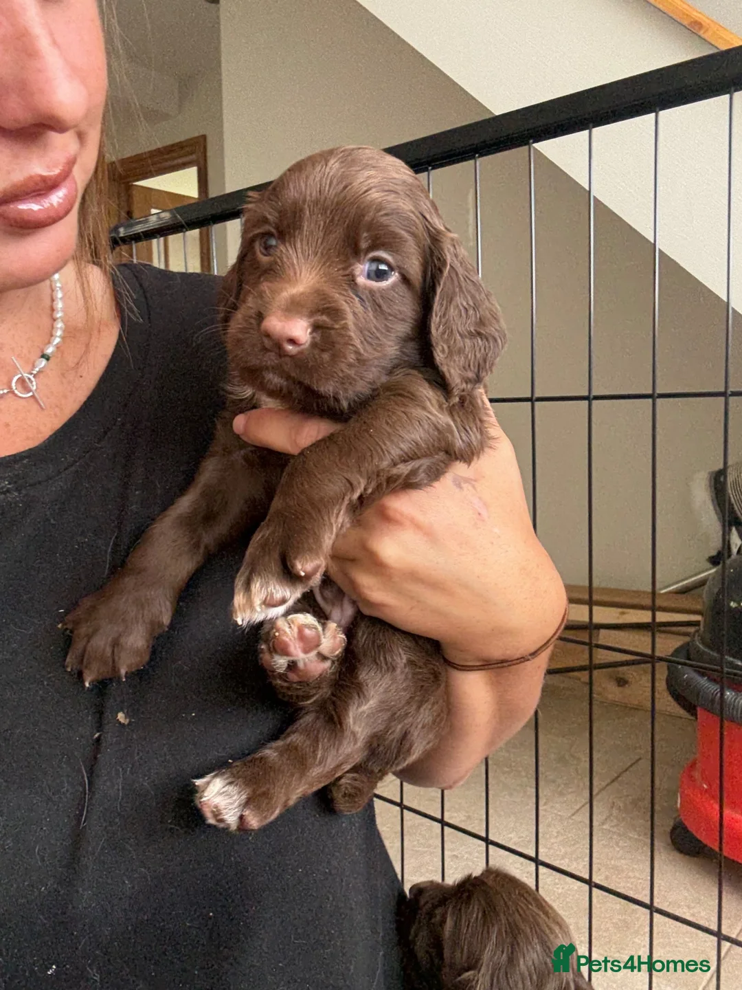 Sprocker dogs for sale: Male sprocker puppy - Advert 8