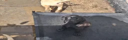 Labrador Retriever dogs for sale: Labrador Pups in Pontypool - Advert 2