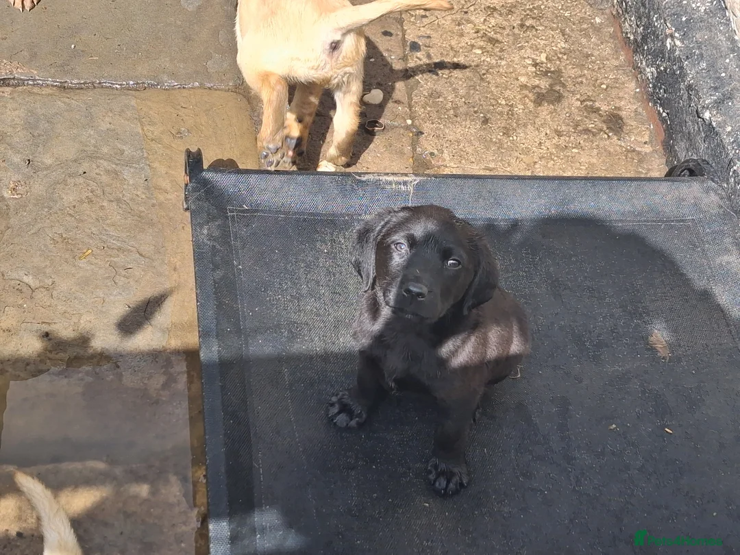 Labrador Retriever dogs for sale: Labrador Pups in Pontypool - Advert 2