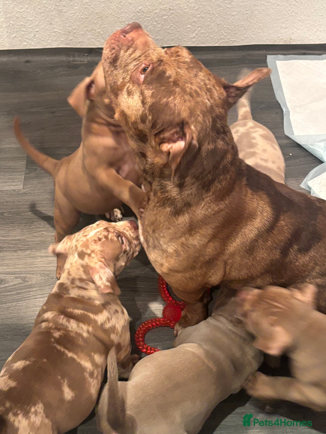 American Bully dogs for sale: POCKET BULLY PUPS AVAILABLE 🩷 - Image 11