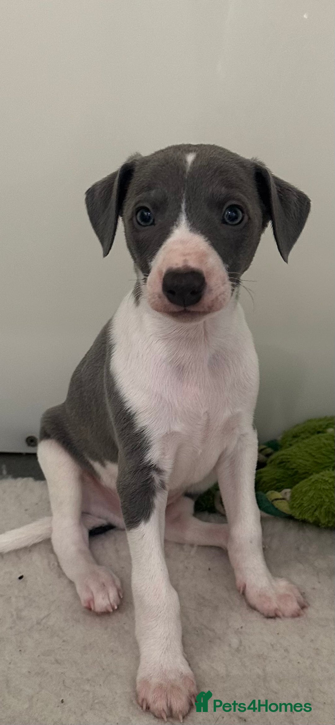 Whippet dogs for sale: Pedigree whippet puppy’s  - Advert 17