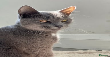 British Shorthair cats - Advert 5