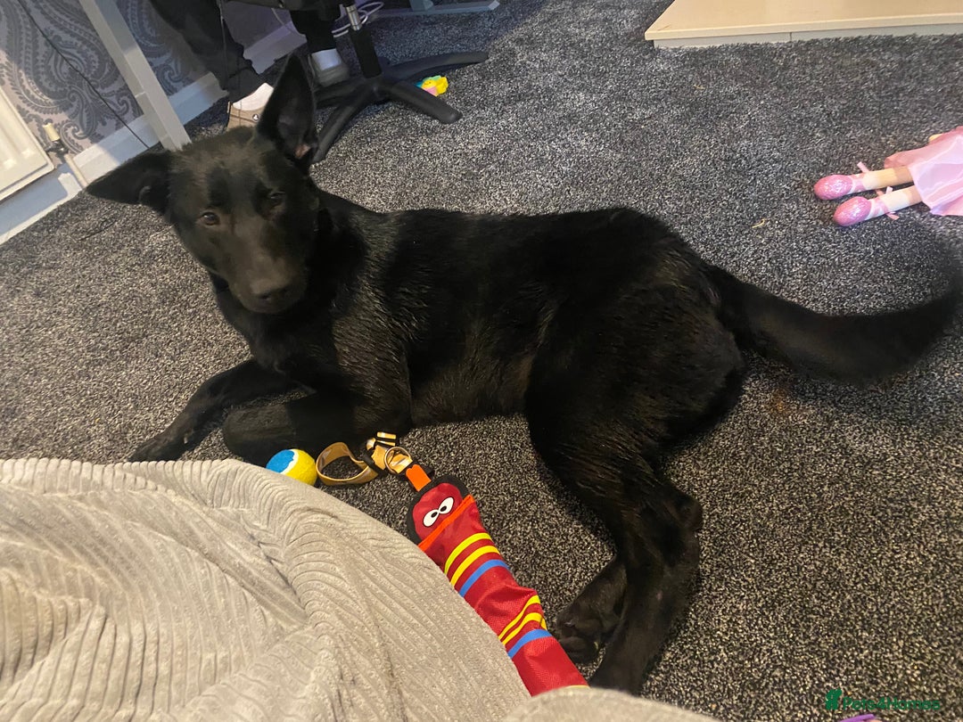 Mixed Breed dogs for sale: Gsd mix - Image 3