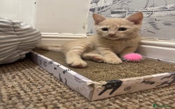 Domestic Shorthair cats for sale: 3 kittens(ginger,grey) ready to join their new hom - Image 7